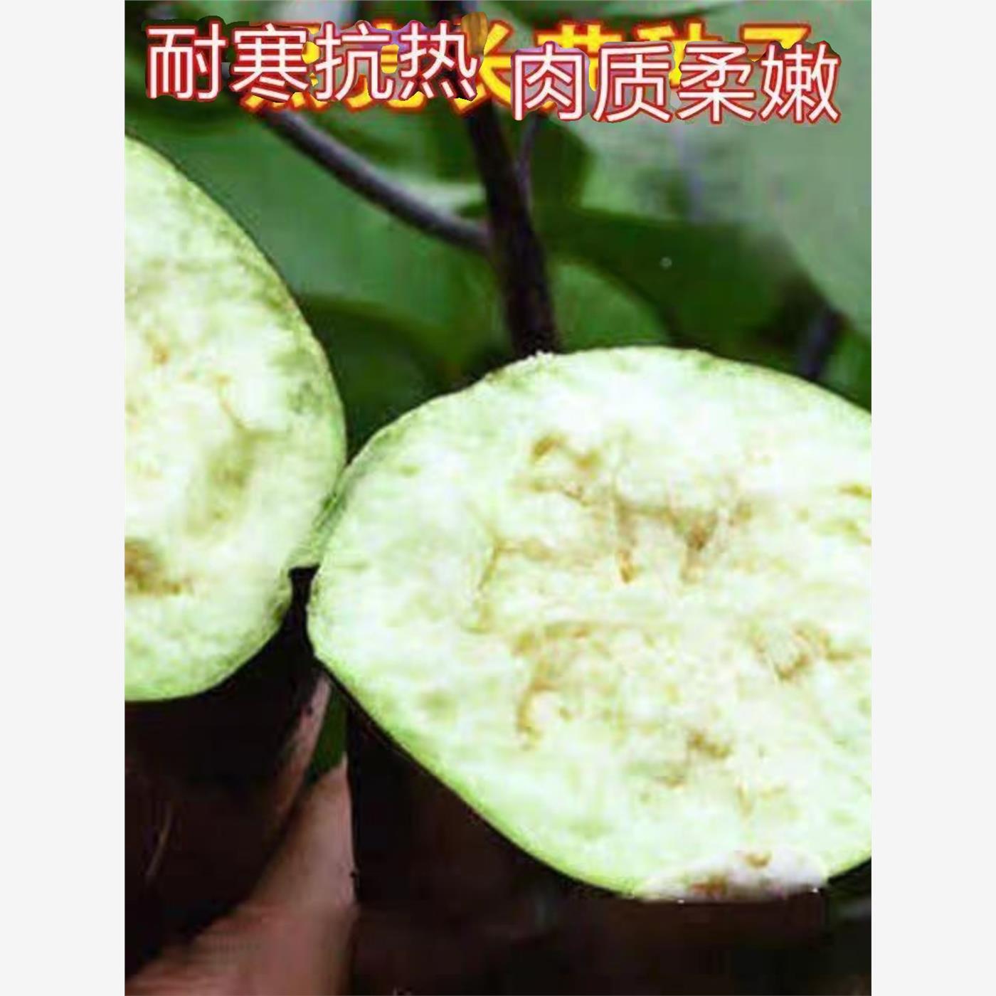墨玉长茄种子黑高产紫黑