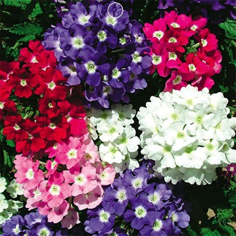 细叶美女樱种子四季播种