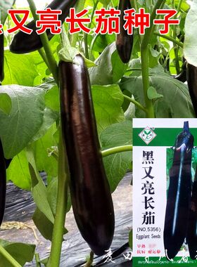 黑又亮长茄种子紫黑色茄子种籽春秋播种农家菜园阳台盆栽蔬菜种孑