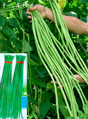 特长青翠绿豇豆种子豆角种籽春秋播种高产纤维少阳台盆栽蔬菜种孑
