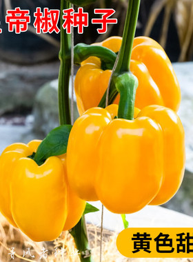 皇帝椒种子彩椒黄色甜椒灯笼椒辣椒种籽春秋农家菜园阳台盆栽蔬菜
