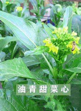 60天油青菜心种子早熟易种油青菜心籽绿色菜苔阳台盆栽庭院蔬菜种