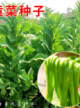 宫廷贡菜种子响菜山蛰菜特色蔬菜种孑四季耐高温抗寒苔干菜种籽