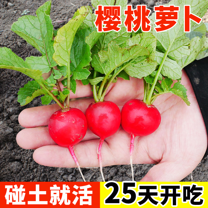 樱桃萝卜种子大全水果春