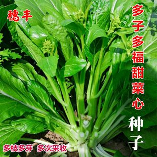 多子多福甜菜心种子多心白菜苔种籽连州青菜籽农家高产蔬菜种孑籽