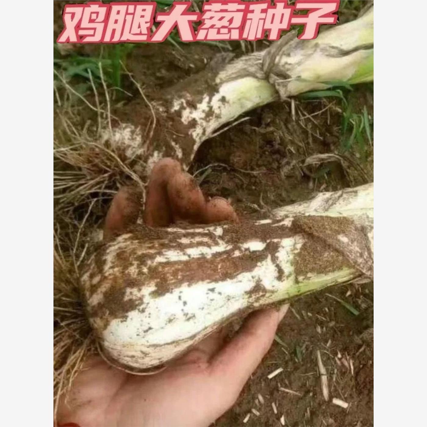高白鸡腿大葱种子头春秋