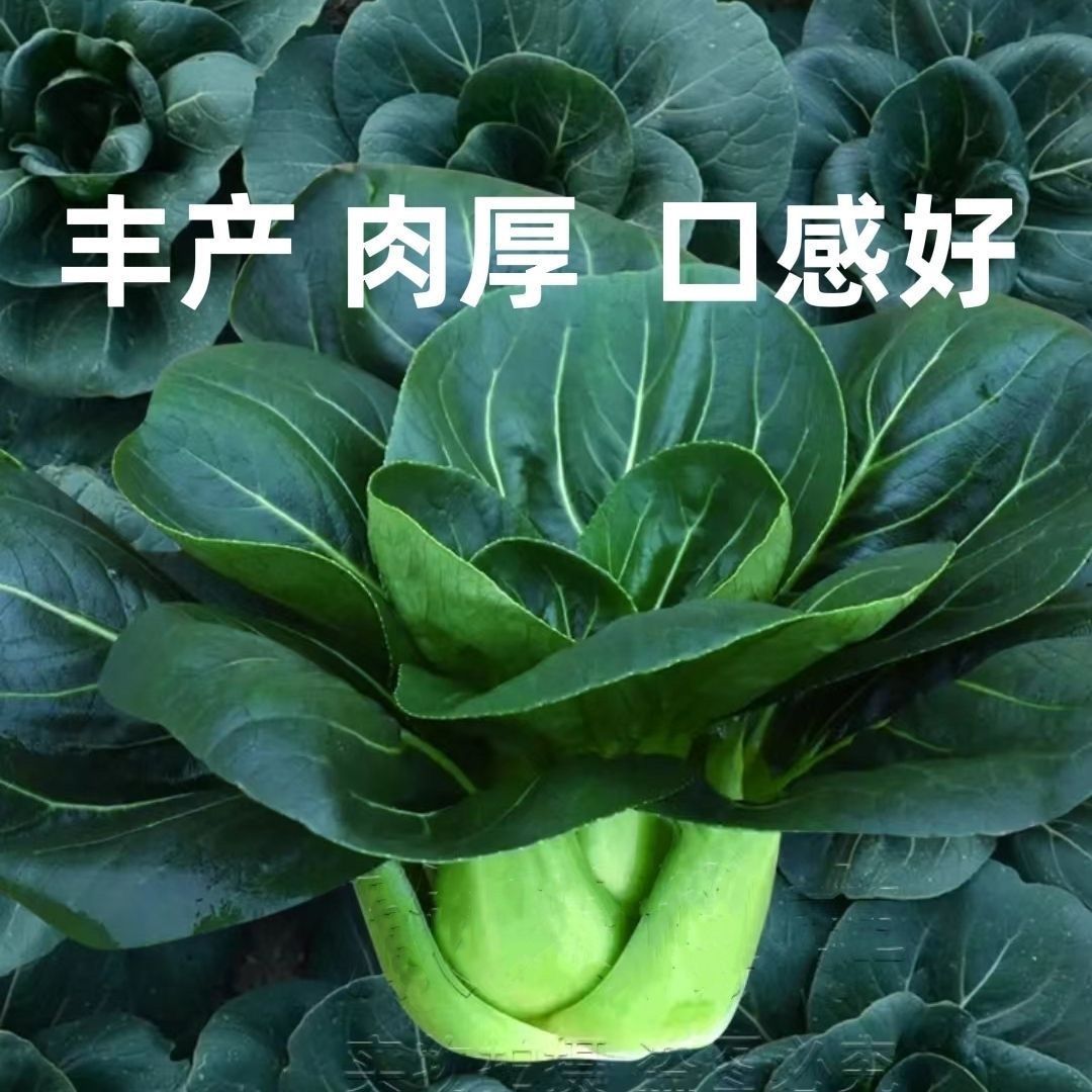 黑叶矮脚苏州青种子蔬菜种子大全秋冬四季播种蔬菜孑抗热耐寒青菜