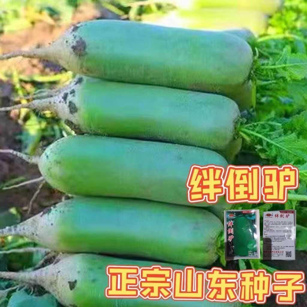 绊倒驴大青萝卜种孑特大