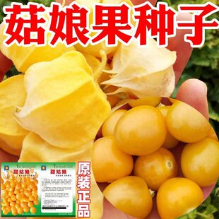 农家小菇娘小黄姑娘果种子春秋四季水果种子阳台盆栽大田野果种子