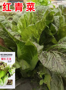 紫红青菜种子宽帮青菜四川芥菜种孑腌制泡菜酸菜秋季播种蔬菜种籽