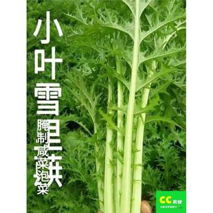 雪里蕻种子小叶雪里红雪菜咸菜种子芥菜咸菜四季青菜蔬菜种子大全