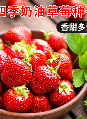 四季奶油草莓种子种苗耐寒盆栽草莓籽庭院阳台种植多年生水果种子