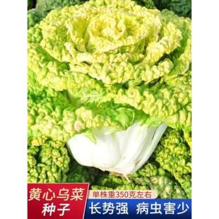 黄心乌塌菜种子耐寒高产卷心菜种籽农家易种田园黄心乌蔬菜种子
