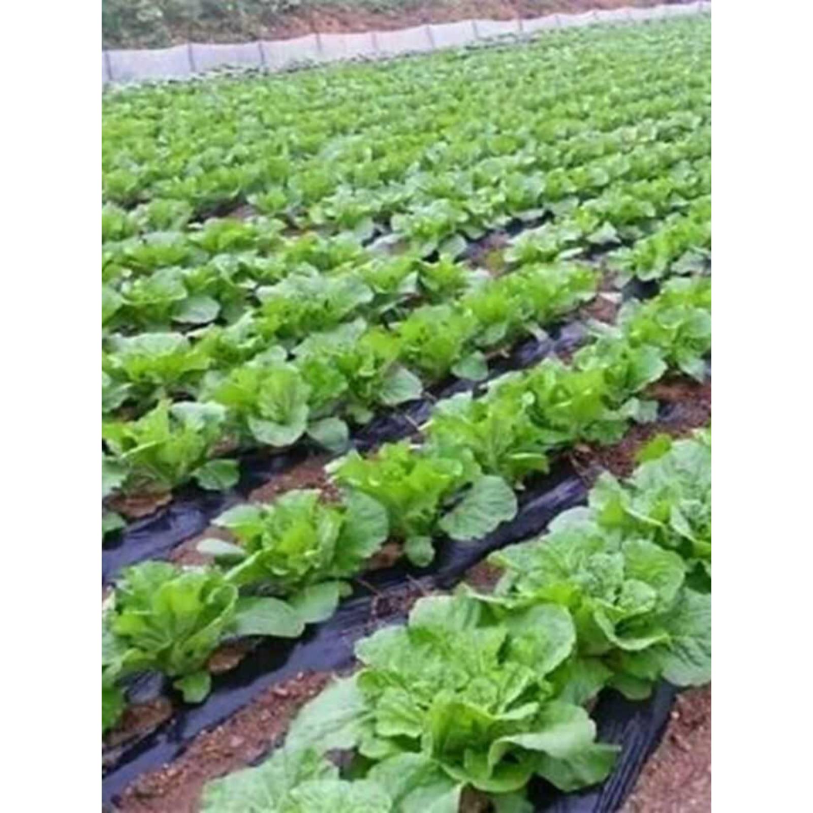 【耐热40度】夏阳白50天夏播抗热白菜种子夏季大白菜结球蔬菜种子