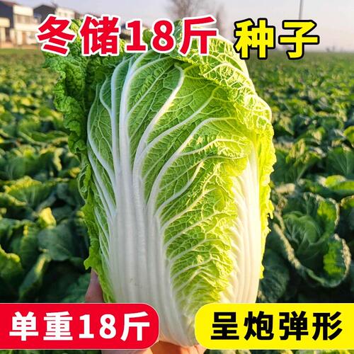 冬储颗颗18斤大白菜种子