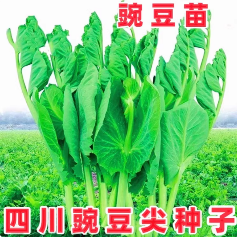 豌豆苗种子四季播种蔬菜