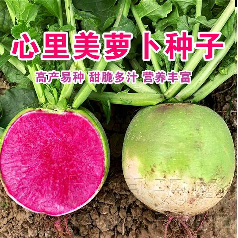 心里美萝卜种子满堂红水果萝卜种籽菜种子满膛红菜种四季蔬菜种孑