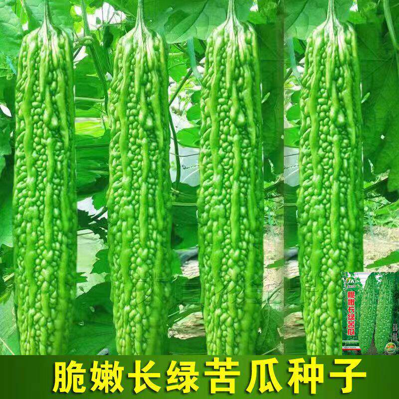 长绿苦瓜种子四季阳台季庭院阳台盆栽蔬果瓜果蔬菜子常绿苦瓜种籽
