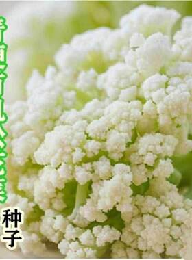 松花菜种子散花青梗白色有花椰菜耐寒耐湿高产易种花菜种子
