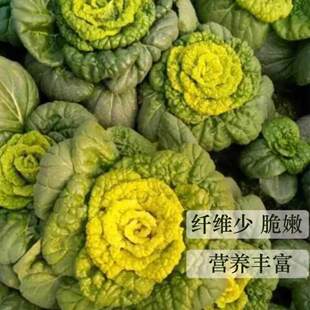 黄心乌塌菜种子耐寒黄心菜种籽菊花心菜种籽易种黄金乌蔬菜种子