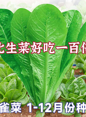 孔雀菜种子紫色罗马直立生菜种籽阳台盆栽四季蔬菜孑苗菜籽种大全