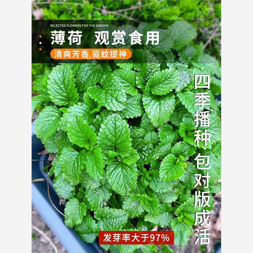 薄荷种子食用薄荷盆栽驱蚊四季开花易活香草籽室内花卉蔬菜种子