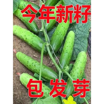 满地爬水果黄瓜种籽旱子