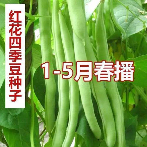 红花四季豆种子高产早熟