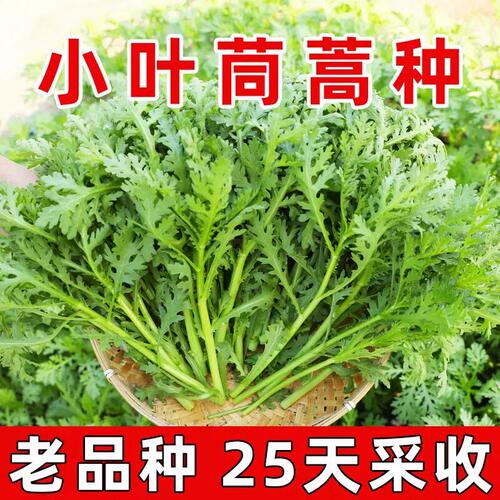 小叶茼蒿种子光杆耐寒四