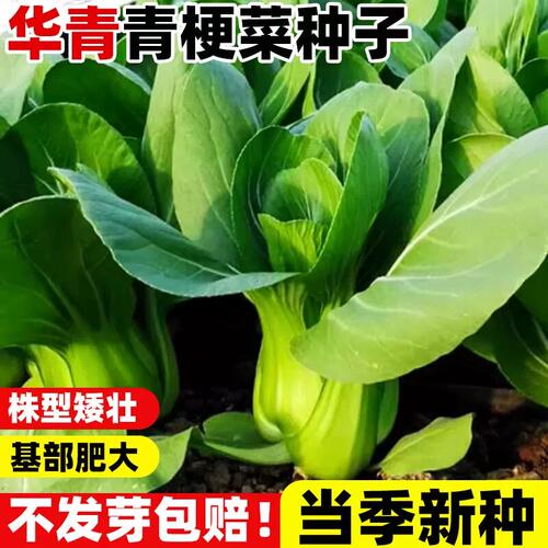 华青青梗菜种子易成活孑