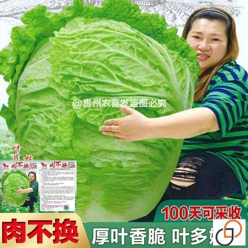 肉不换越冬大白菜种子山东大白菜种籽大白菜种子抗病高产多叶白菜,农用物资,蔬菜种子/种苗,淘宝优惠券,粉丝福利购,淘宝优惠卷