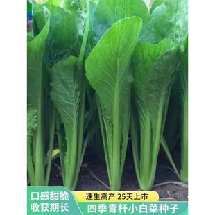 易种高产青帮青梗小白菜种子耐热速生四季阳台庭院小青菜蔬菜种籽