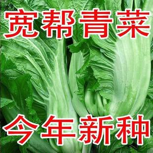 宽帮青菜种子腌渍泡菜酸菜腌菜中熟大叶秋播高产宽帮蔬菜种子