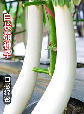 :白长茄种子白玉雪白色茄子种籽春秋播种农家菜园庭院阳台盆栽种