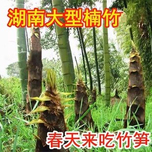 湖南大型楠竹种毛竹苗庭院竹子根笋竹食用南竹耐寒耐热楠竹种苗