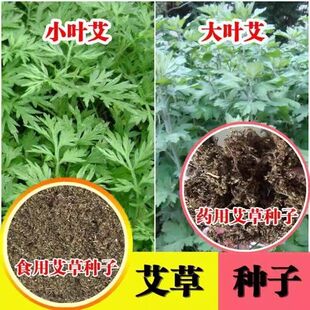 艾草种子香药用驱蚊草艾叶种籽野生大小叶蕲四季青蒿艾灸食用草籽