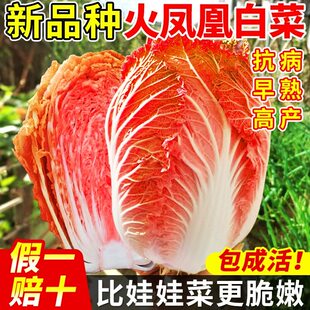 火凤凰大白菜种籽红白菜种子阳台盆栽种植奶油黄心菜种孑大全四季