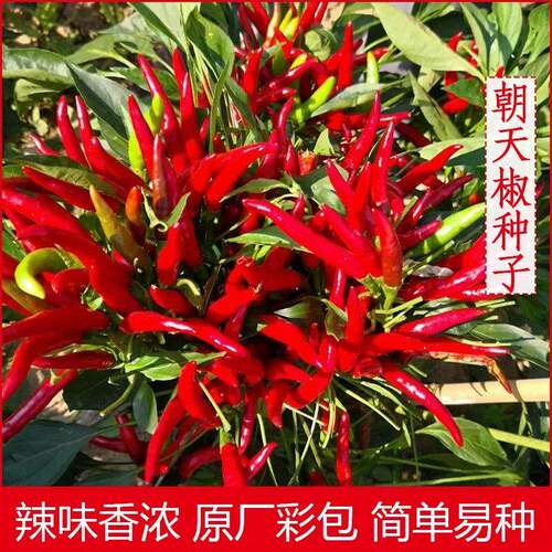 高产朝天椒种籽小米指孑