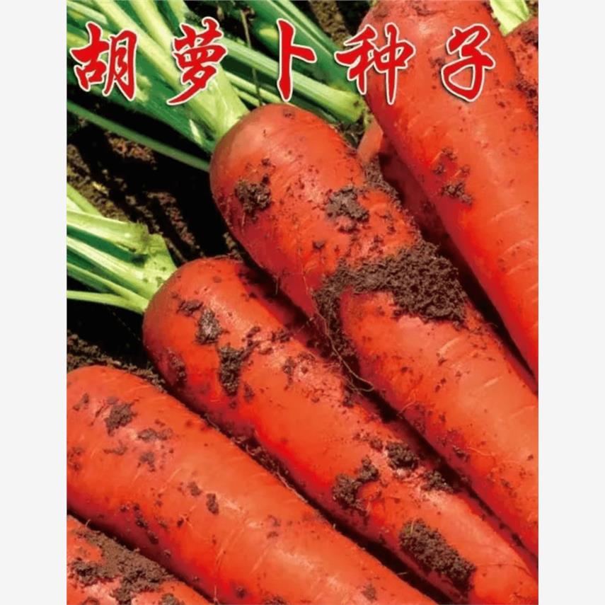 胡萝卜种籽子菜四季蔬大