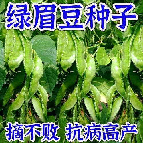 绿眉豆种子蔬菜绿扁豆籽