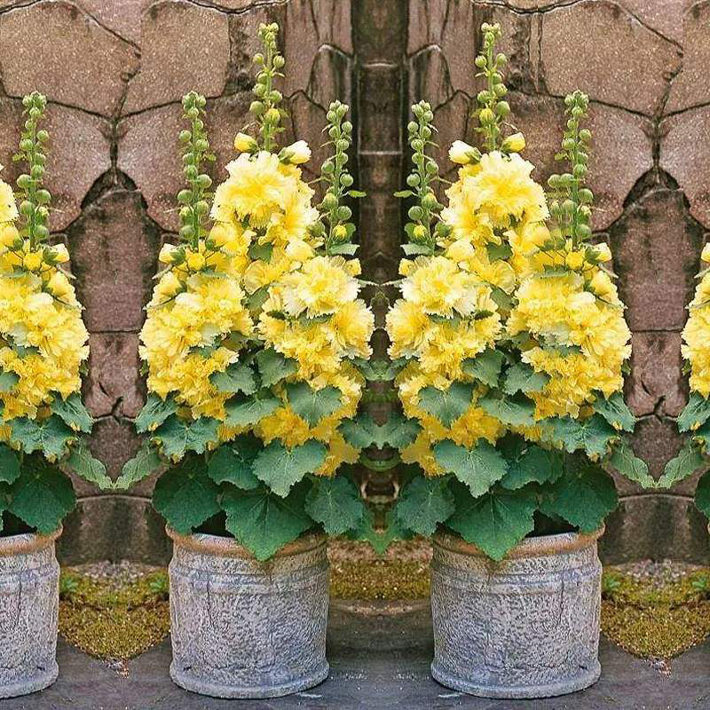 重瓣蜀葵种子四季播种开花室外桃子与梦花卉室外阳台庭院花种籽子