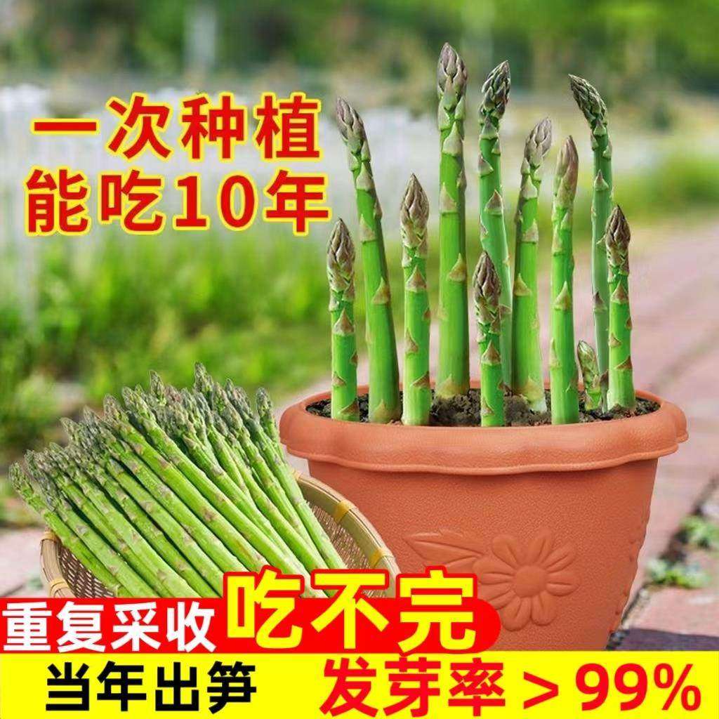芦笋种子紫绿白芦笋籽阳台盆栽菜园四季播蔬菜种子多年生春季耐寒,农用物资,蔬菜种子/种苗,淘宝优惠券,粉丝福利购,淘宝优惠卷