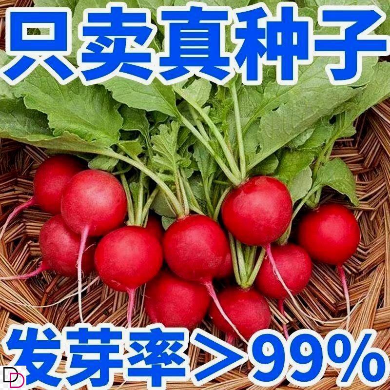 樱桃小萝卜种子迷你萝卜菜籽四季阳台盆栽早熟蔬菜红皮水果萝卜