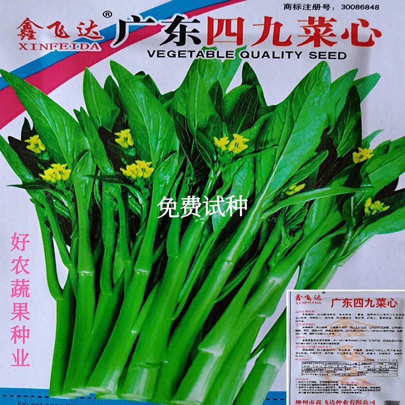 广东四九菜心种子四季播