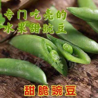 奇珍76甜豌豆甜脆种子专