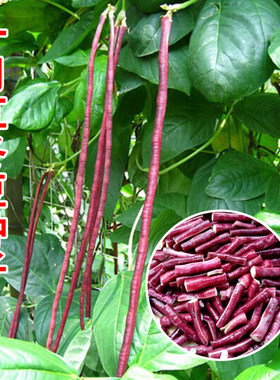十月红冬豆角种子紫红色长豇豆菜豆种籽春秋农家庭院爬藤蔬菜种孑