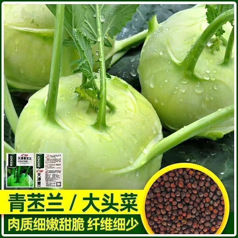 四季水果苤兰种子农科院