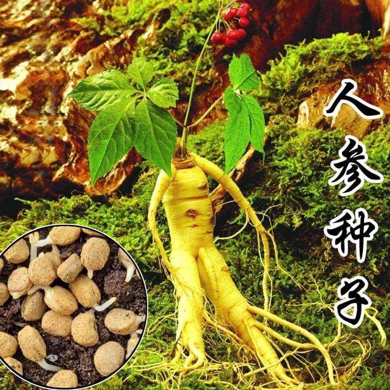 人参种籽子长白山野山参人参种子滋补中药材人参种孑庭院阳台盆栽,农用物资,蔬菜种子/种苗,淘宝优惠券,粉丝福利购,淘宝优惠卷