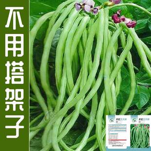 无架长豆角种子苗早春豇豆四季豆蔬菜种籽菜种大全孑子豆种籽种秧