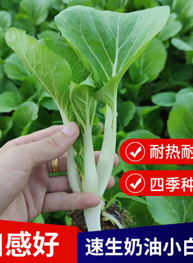 四季小白菜种子春季快菜种孑耐寒热盆栽阳台蔬菜籽种大全农家蔬菜